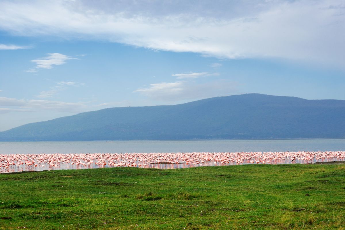 1-Day Lake Nakuru National Park Safari from Nairobi