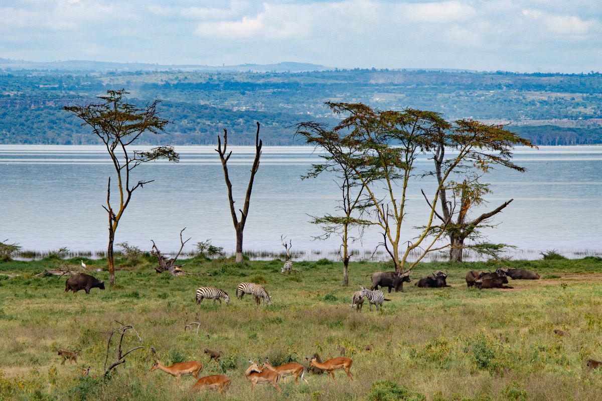 1-Day Lake Nakuru National Park Safari from Nairobi