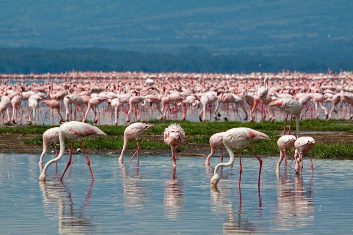 1-Day Lake Nakuru National Park Safari from Nairobi