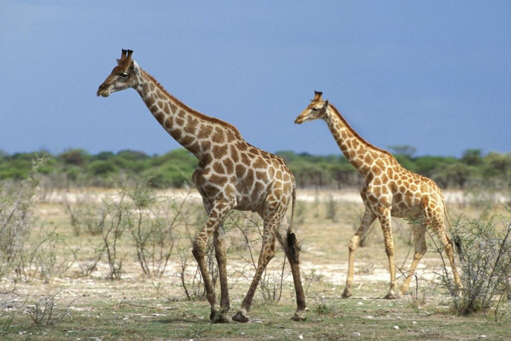 1-Day Lake Nakuru National Park Safari from Nairobi
