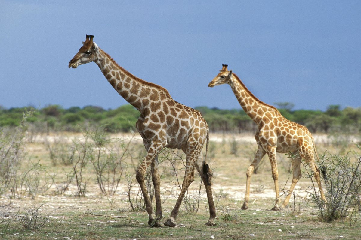 1-Day Lake Nakuru National Park Safari from Nairobi