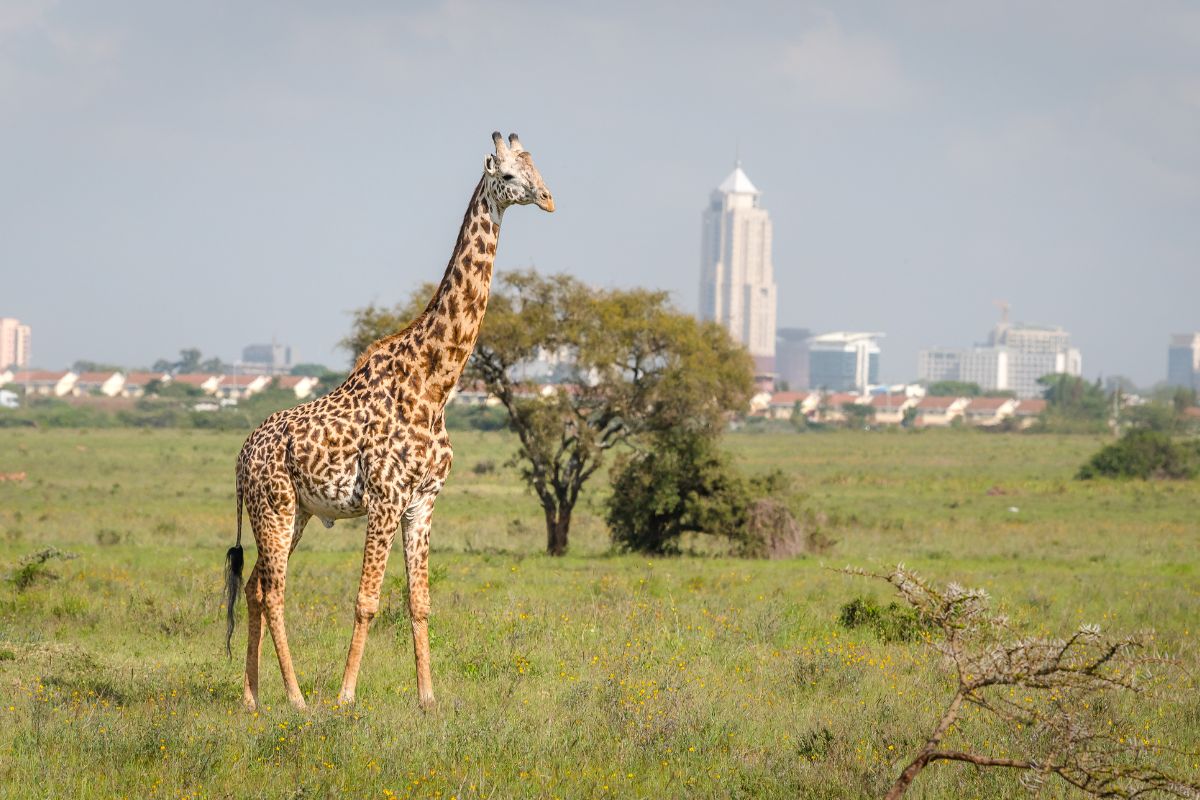 1-Day Nairobi National Park Safari Tour