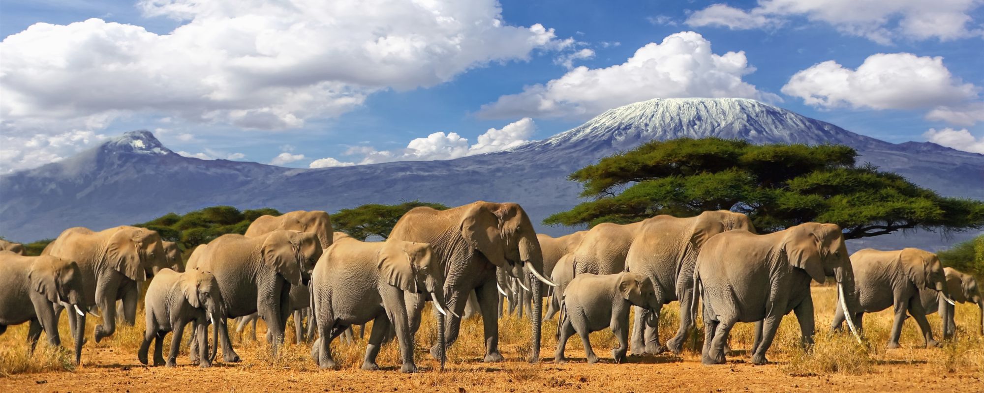 Book African Safari with the best tour operator in Kenya-SPAWILD AFRICAN TOURS AND SAFARIS