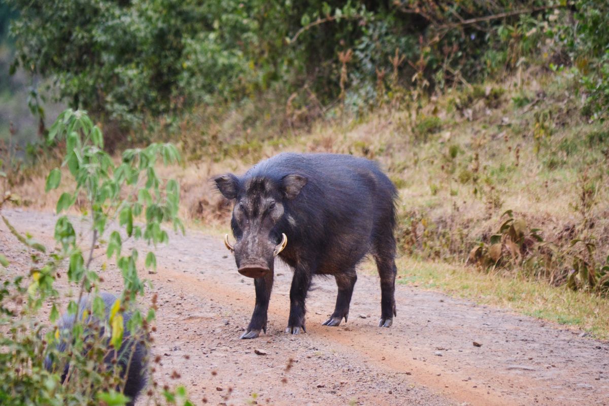 Aberdare National Park, Kenya