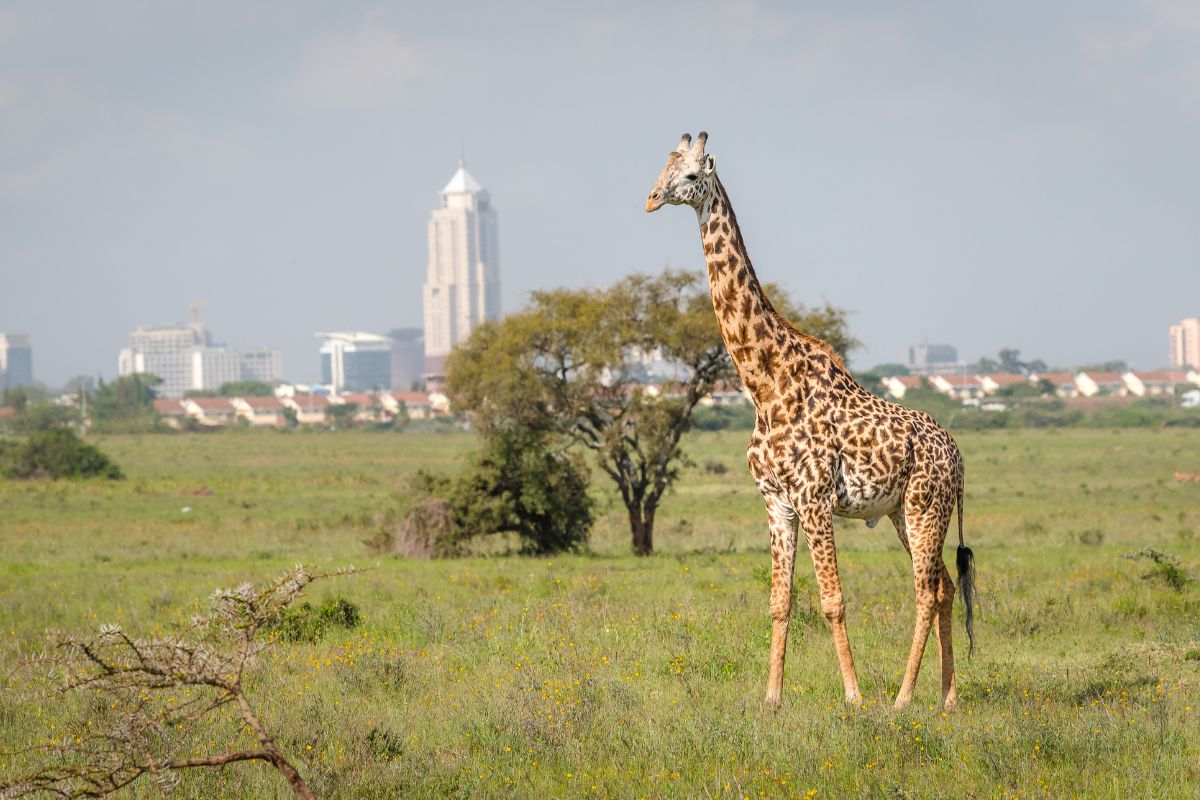 Animals to See in Nairobi National Park Safari Tour