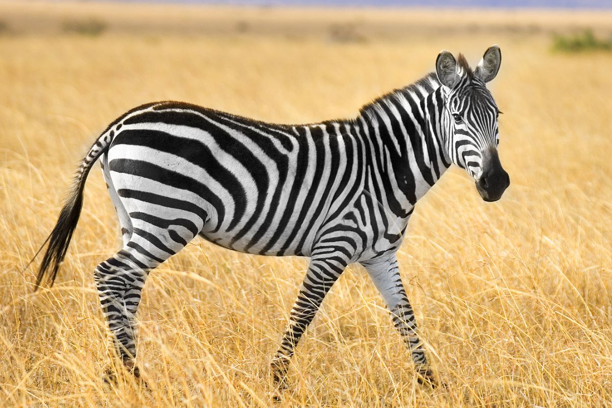 Animals to See in Nairobi National Park Safari Tour