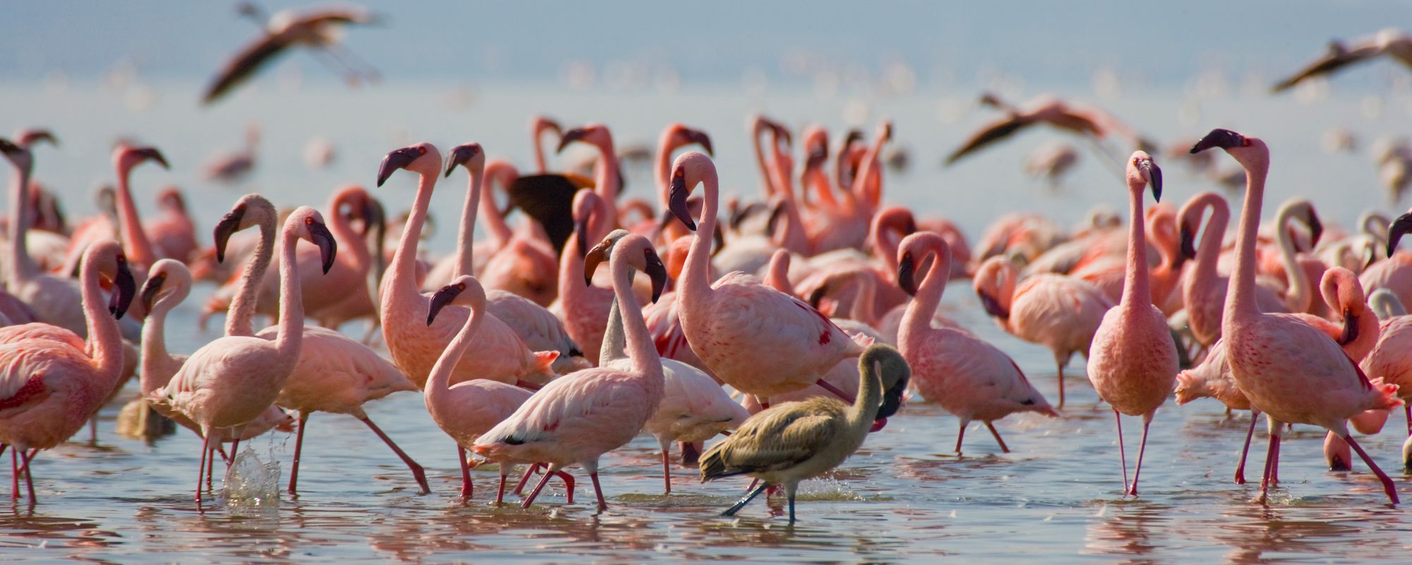 Best Kenya Safari Guide - Lake Nakuru National park