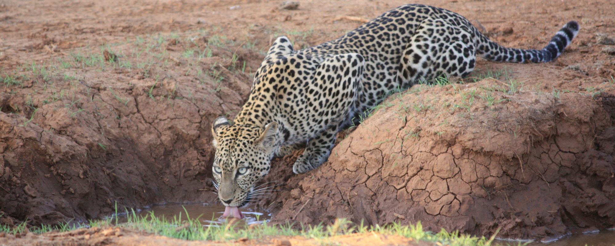 Best Kenya Safari Guide - Samburu National Park