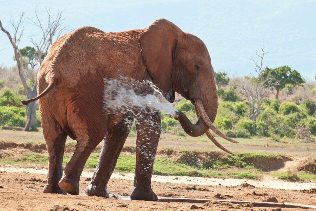 Best National Parks and Game Reserves in Kenya You Must Visit