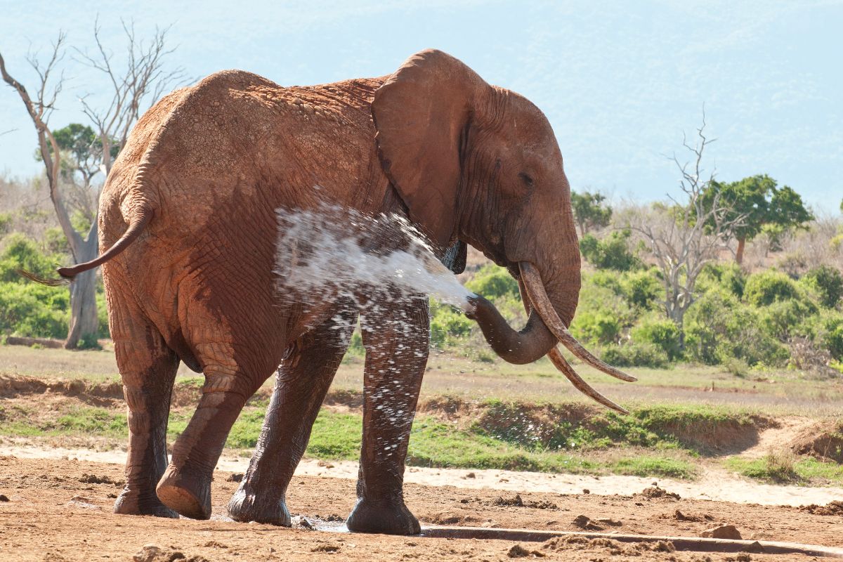 Best National Parks and Game Reserves in Kenya You Must Visit