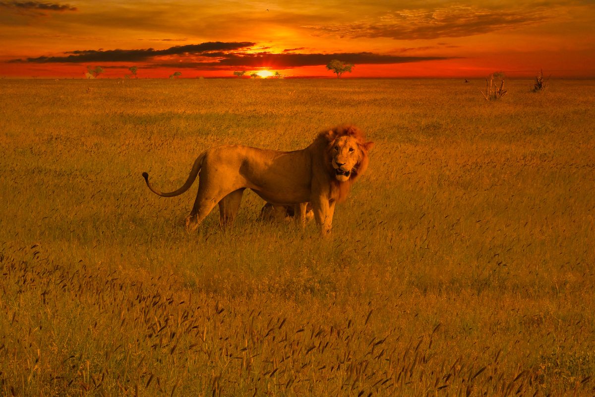 Best National Parks and Game Reserves in Kenya You Must Visit 