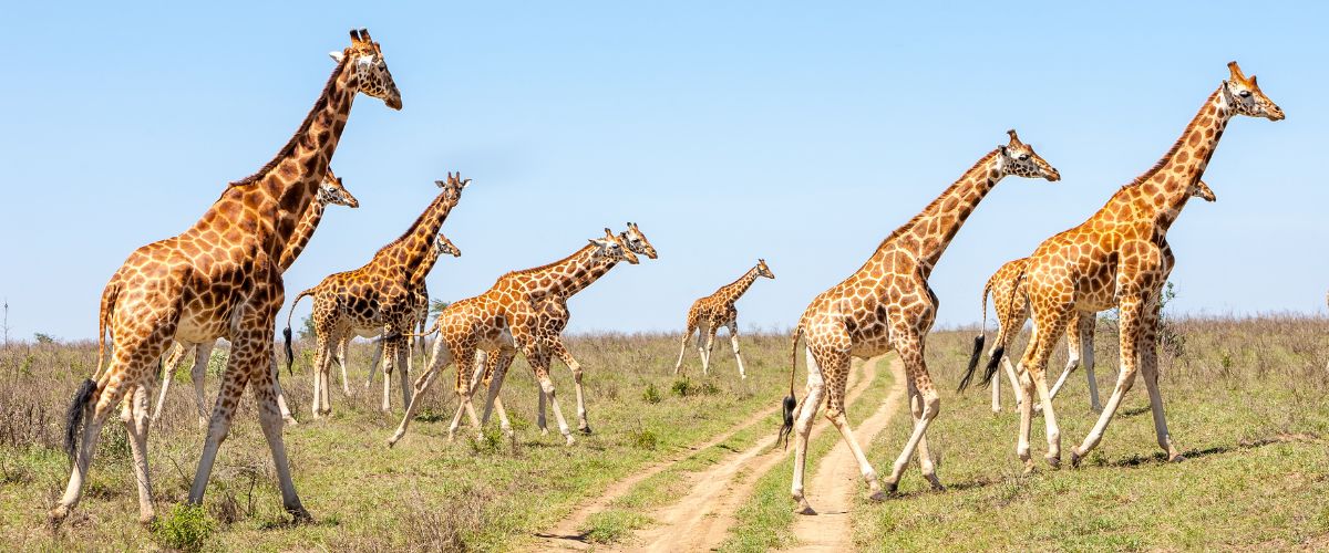 Best National Parks and Game Reserves in Kenya
