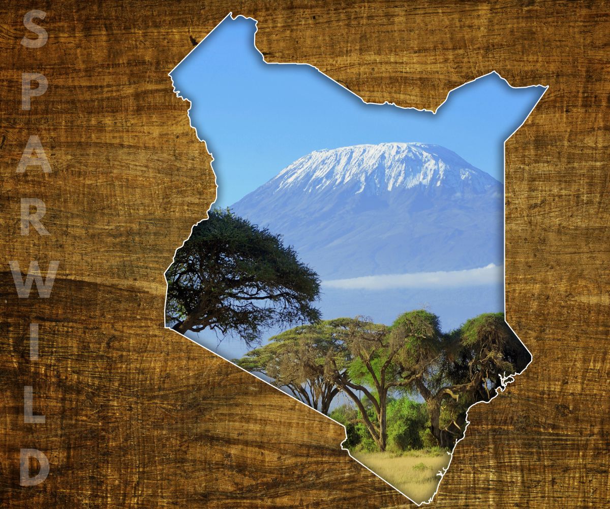 Best Time to Visit Kenya for an Unforgettable Safari