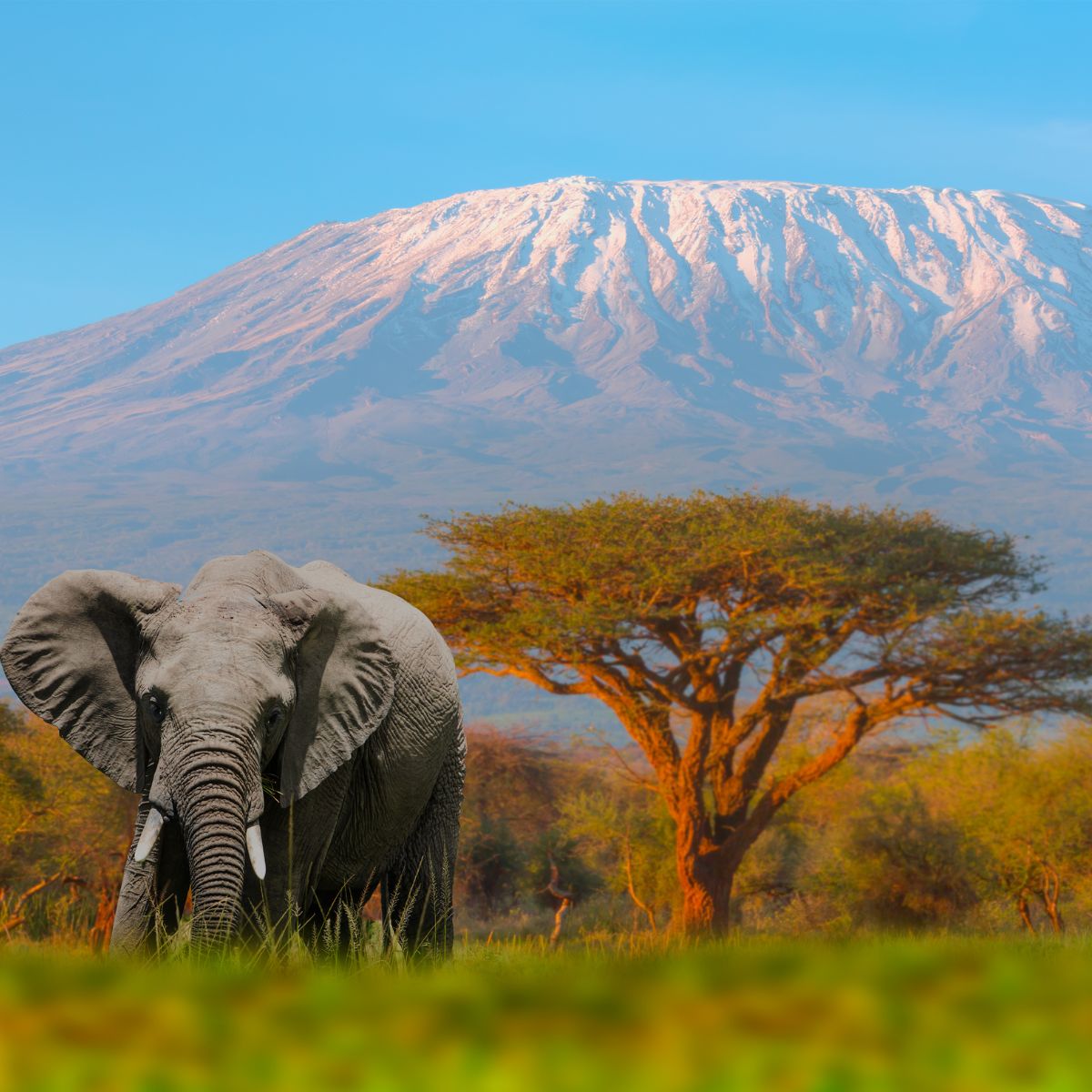 Best Time to Visit Kenya for an Unforgettable Safari