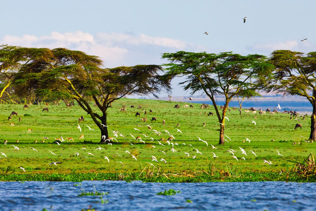Lake Naivasha Wildlife