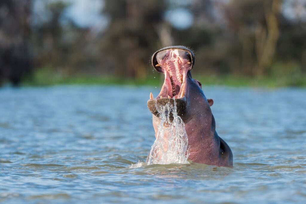 Lake Naivasha Wildlife