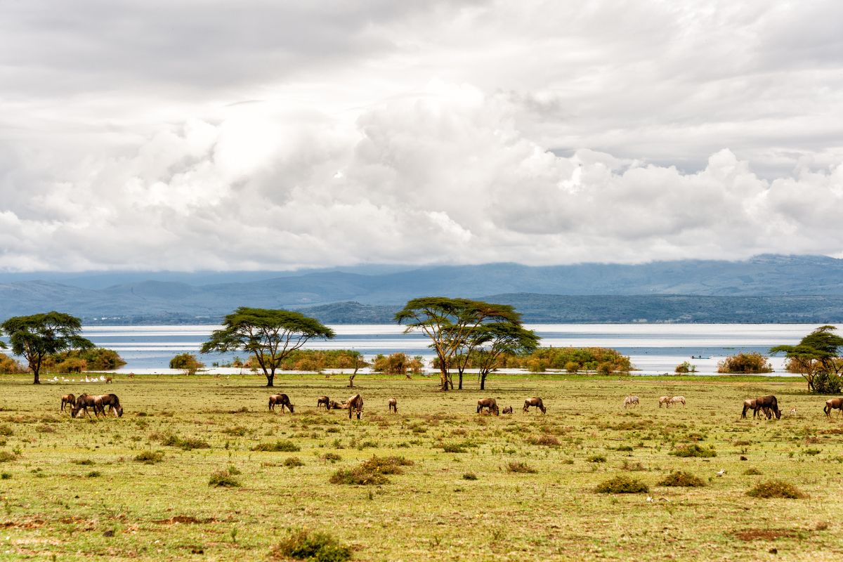 Lake Naivasha Wildlife
