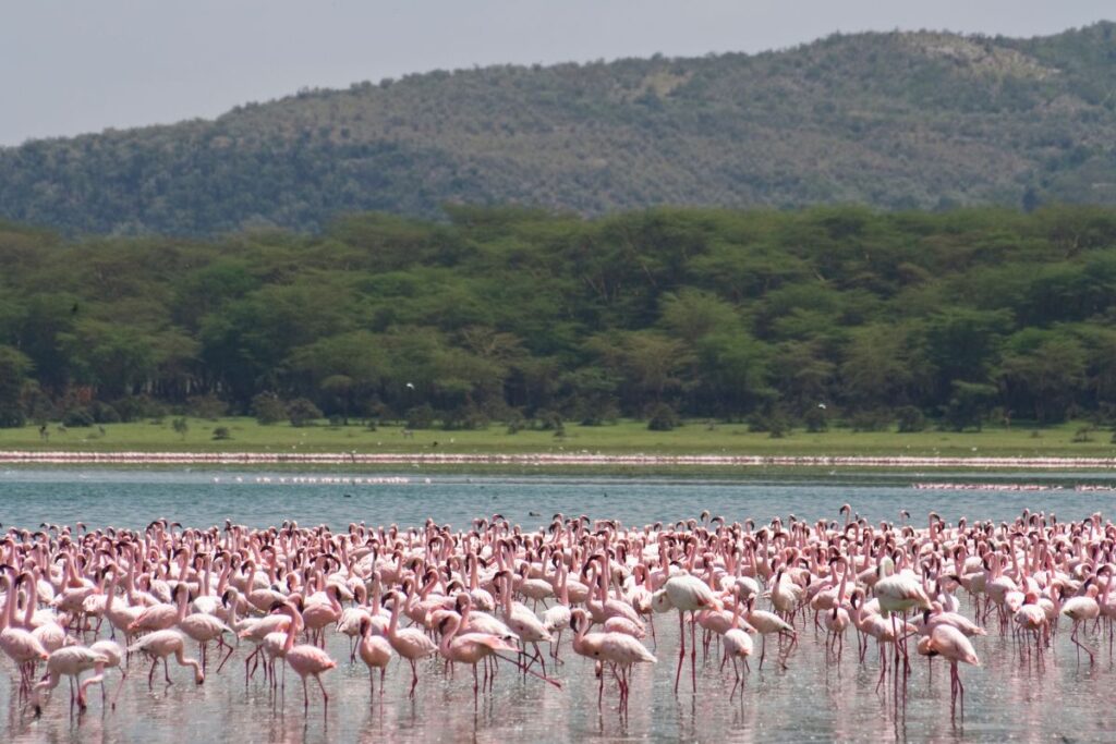 Lake Naivasha Wildlife