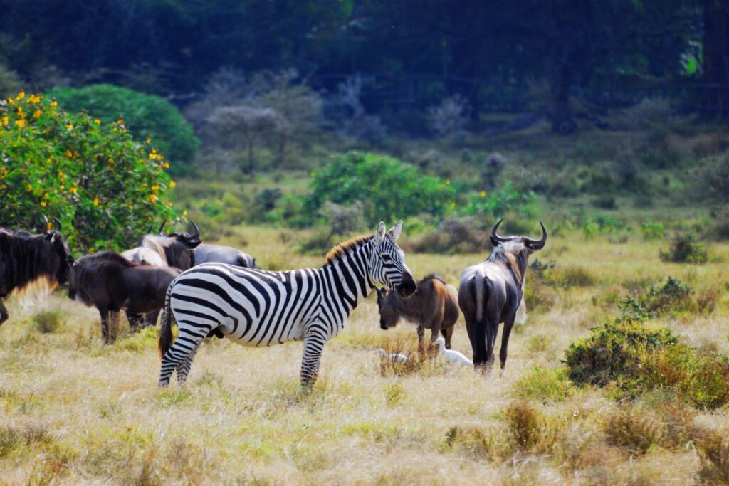 Lake Naivasha Wildlife
