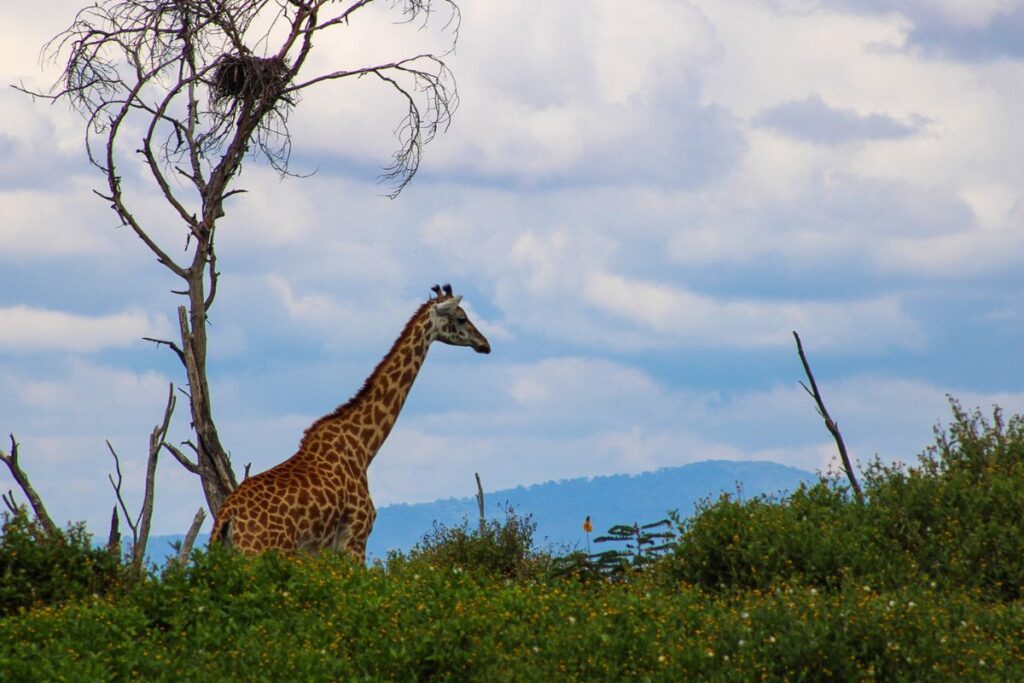Lake Naivasha Wildlife