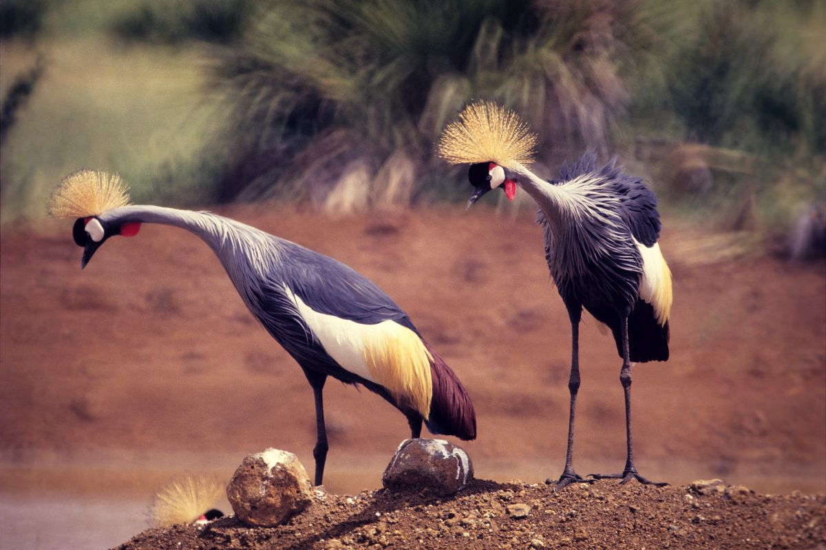 Meru National Park, Kenya