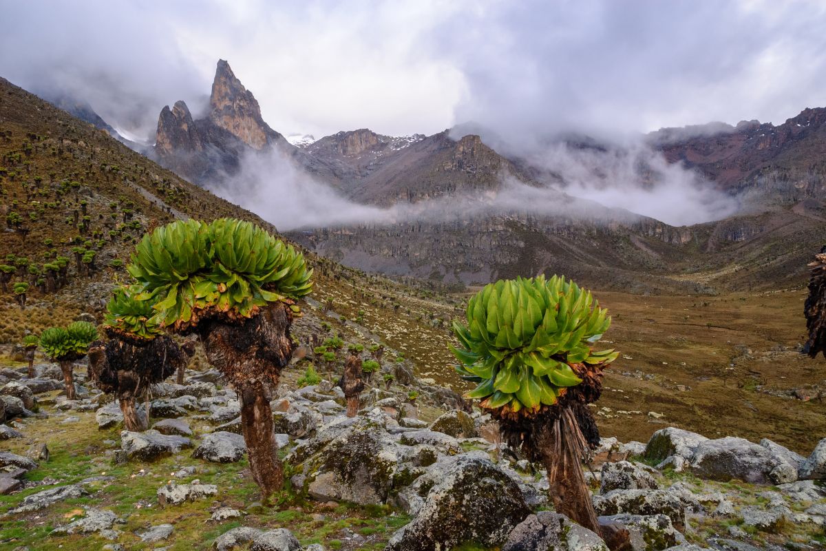 Mount Kenya National Park, Kenya