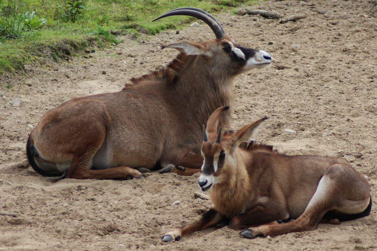 Ruma National Park, Kenya