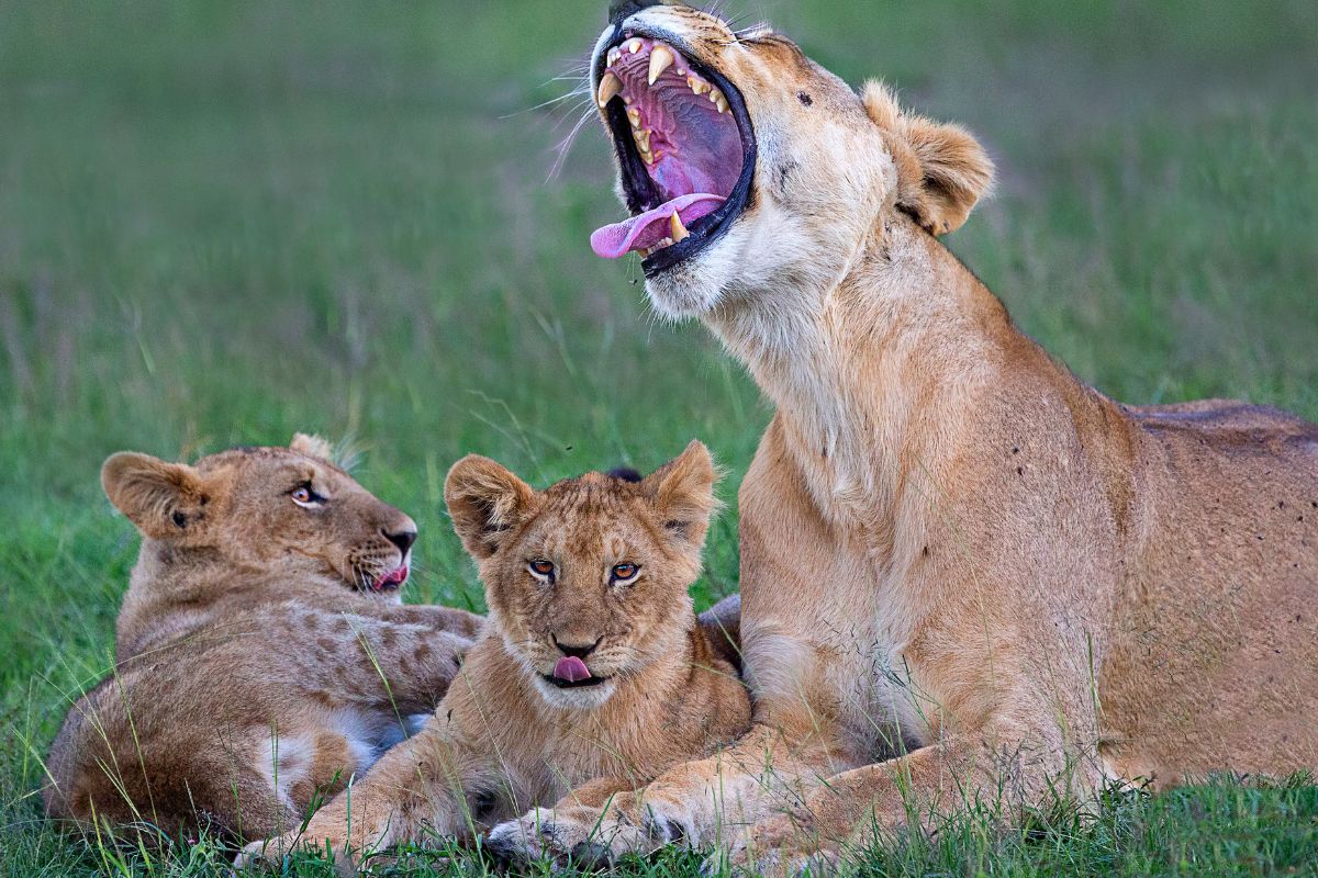 Best Tour Operator in Kenya