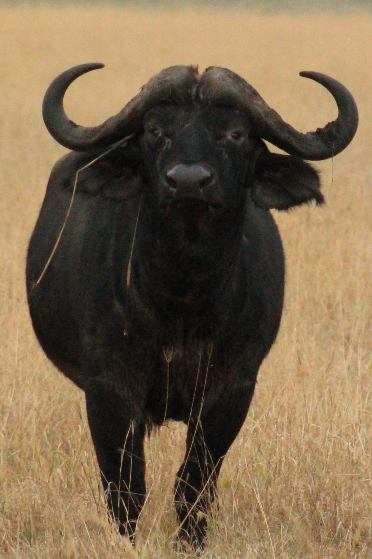 SPARWILD-THE BIG 5- Buffalo