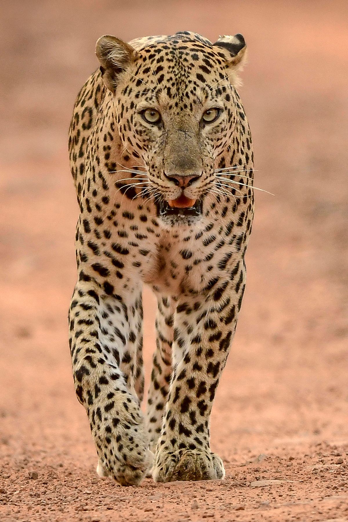 SPARWILD-THE BIG 5- Leopard