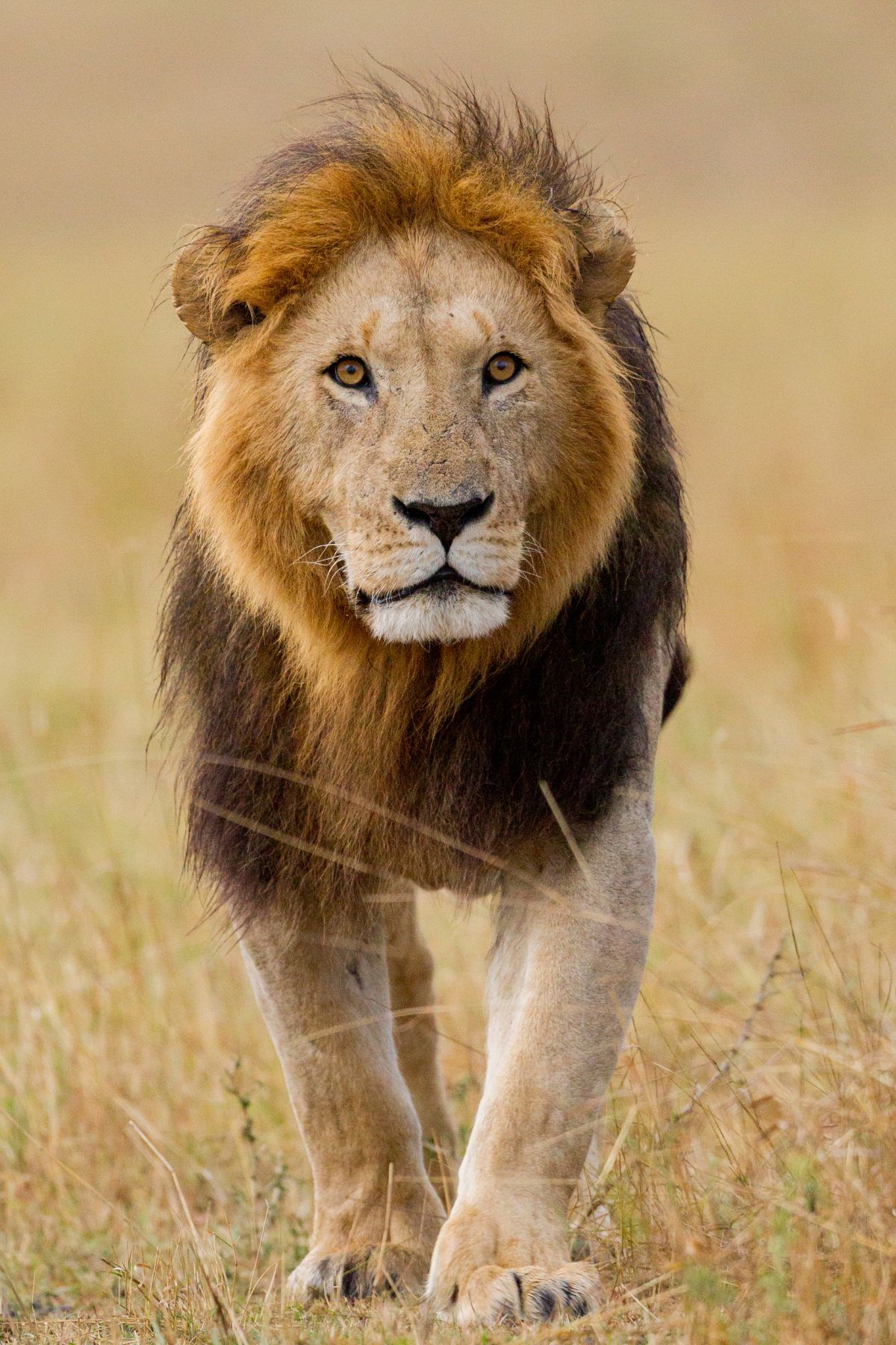 SPARWILD-THE BIG 5- Lion King of JUNGLE