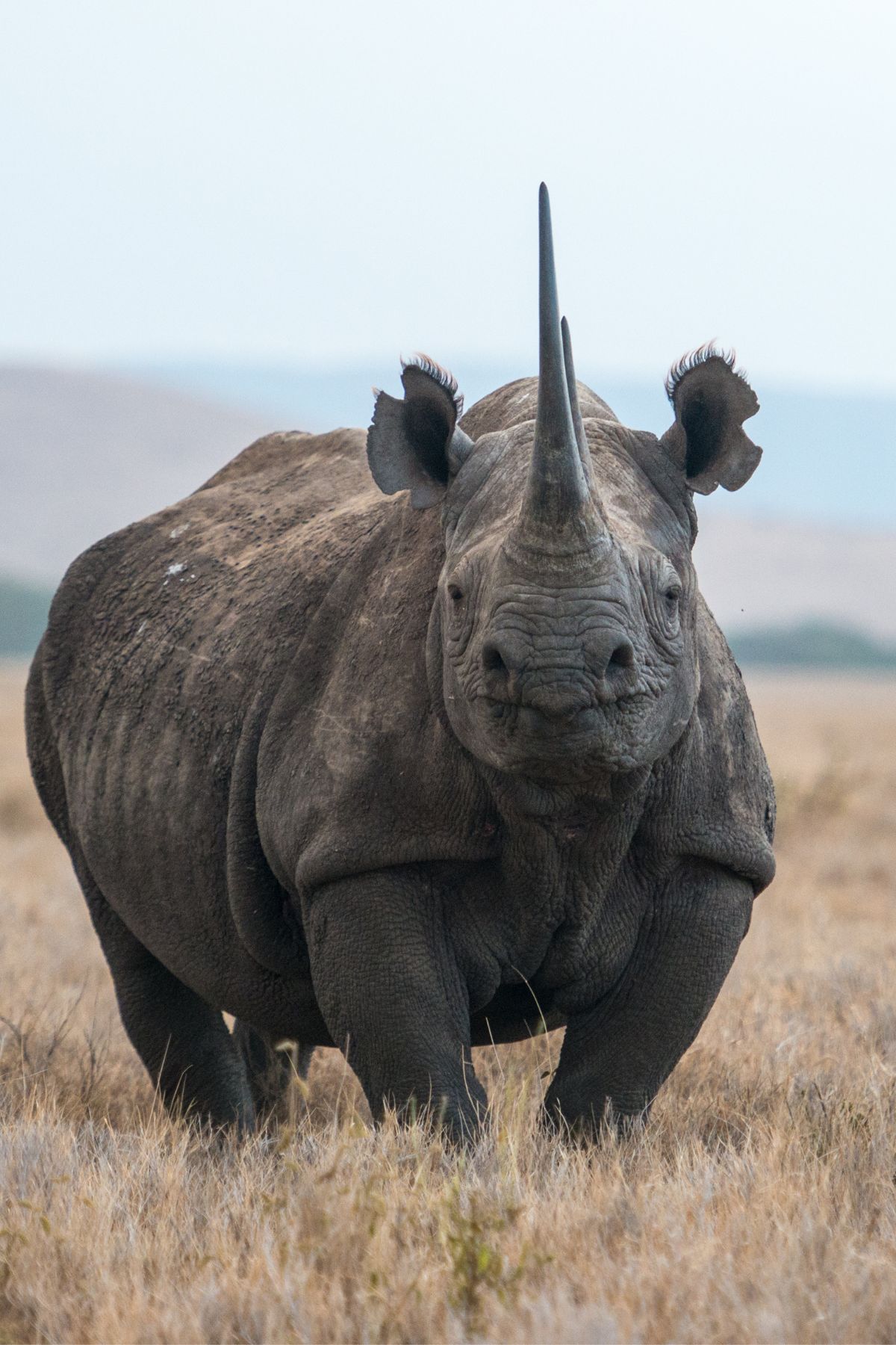 SPARWILD-THE BIG 5- Rhino