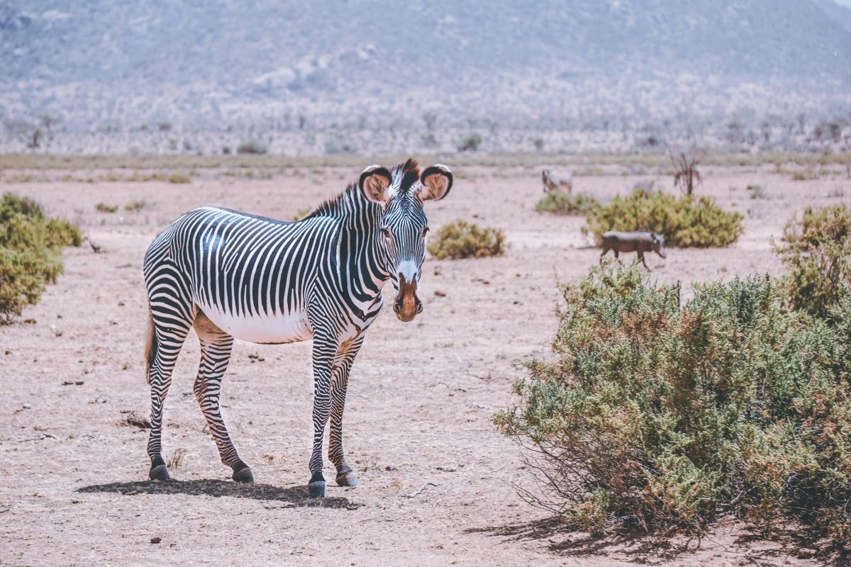 Samburu National Park, Kenya
