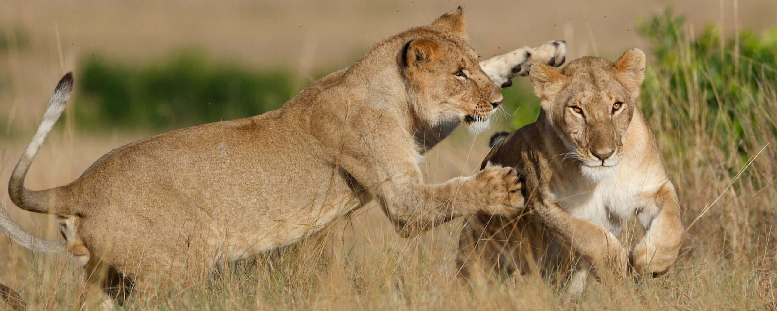 Best Tour Operator in Kenya