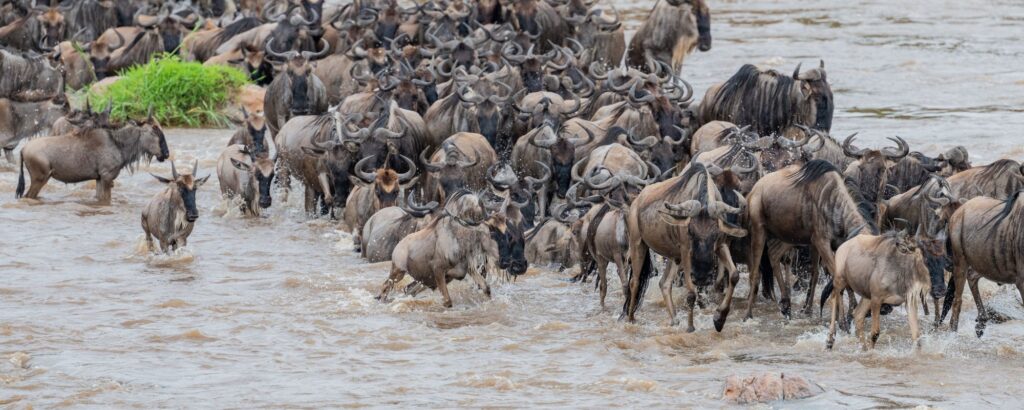 Best Tour Operator in Kenya