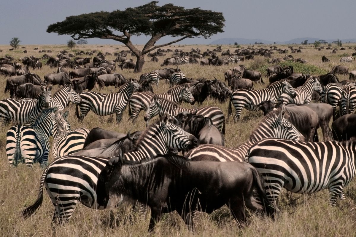 SPARWILD AFRICAN TOURS AND SAFARIS
