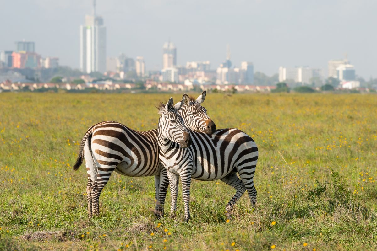 Sparwild African Tours and safaris