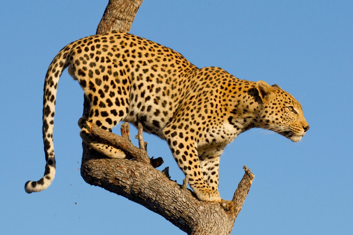 Sparwild African Tours and safaris, Explore the best tour holiday packages across Africa with Sparwild African Tours and Safaris, the Best Tour Operator in Kenya.