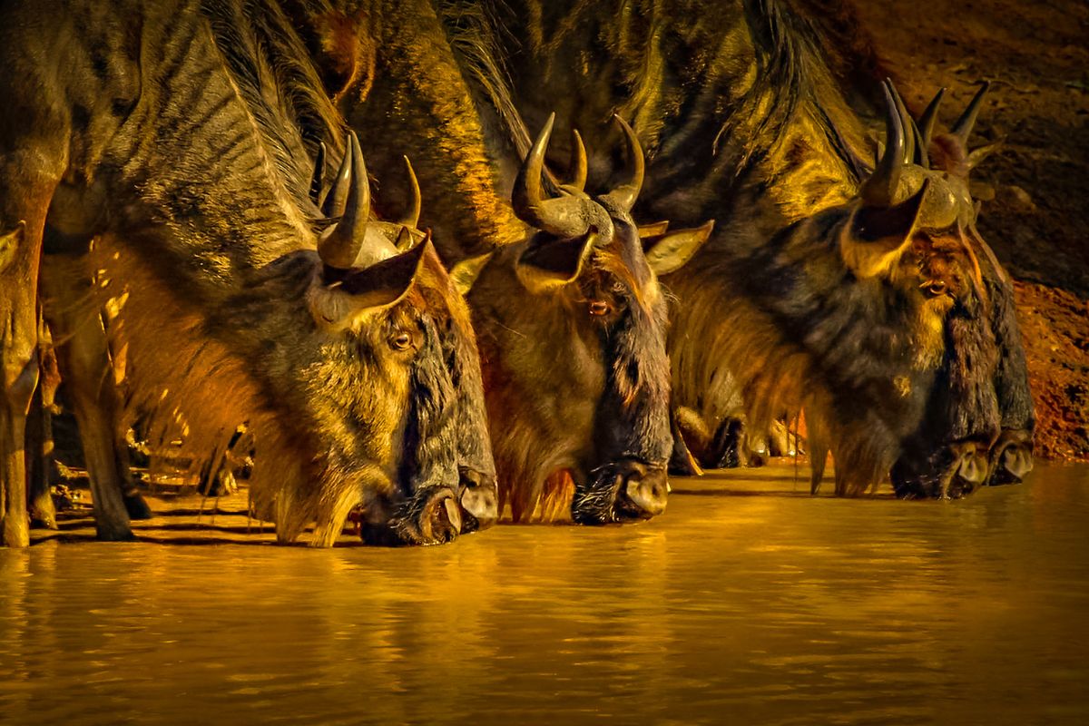 Sparwild African Tours and safaris