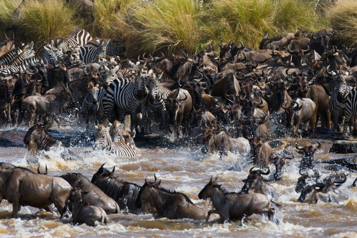 Best Tour Operator in Kenya