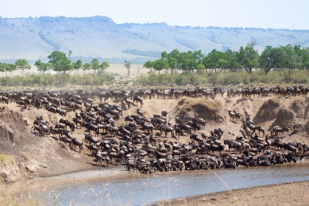 Sparwild African Tours and safaris-Best Tour operator in Kenya