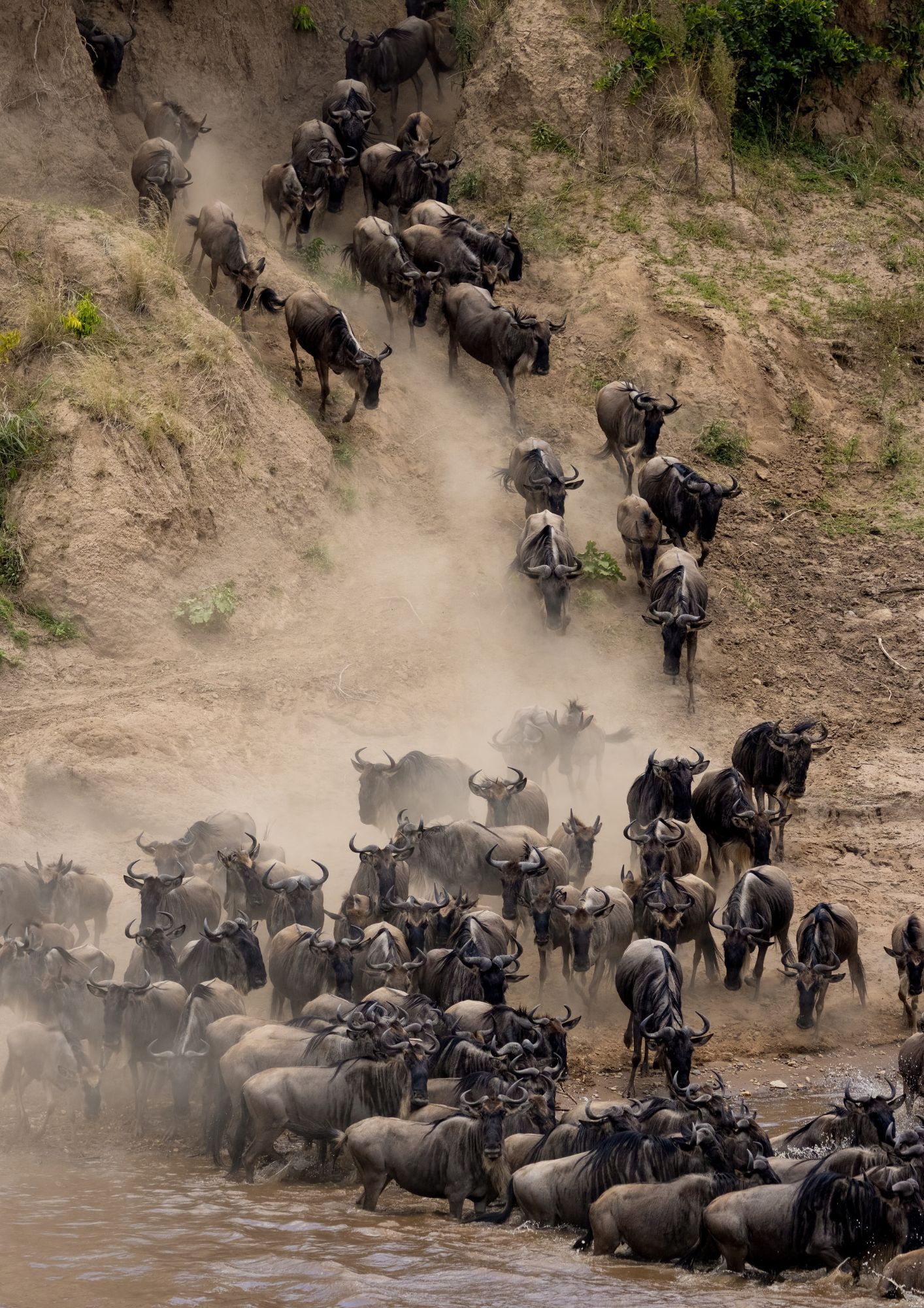 Herds mostly in Serengeti, Kenya sees minimal crossing activity
