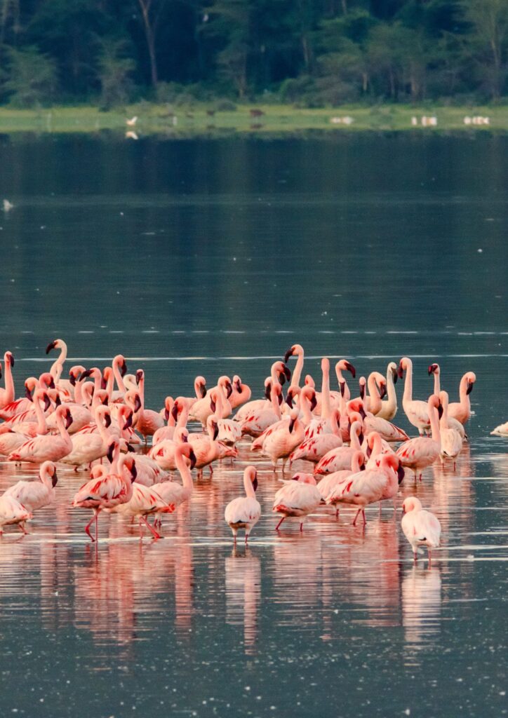 Sparwild - National Parks and Game Reserves in Kenya