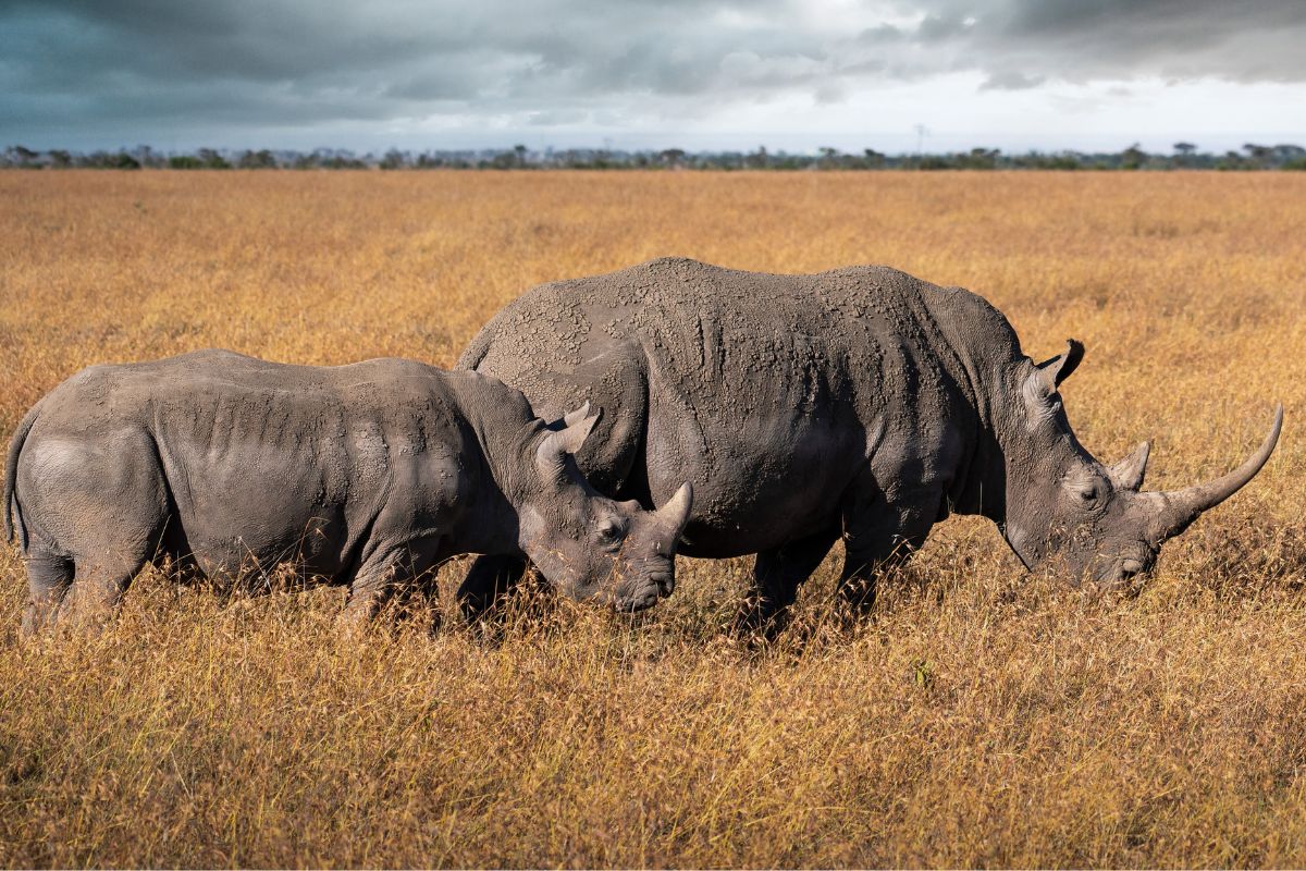 Rhino in Ol Pejeta Conservancy