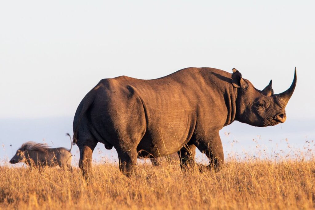 Rhino in Ol Pejeta Conservancy