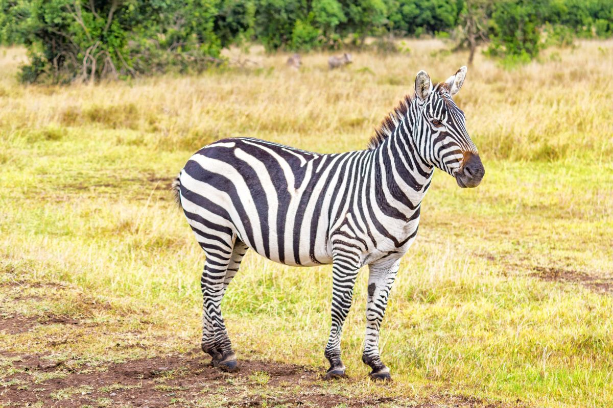Zebra in Ol Pejeta Conservancy