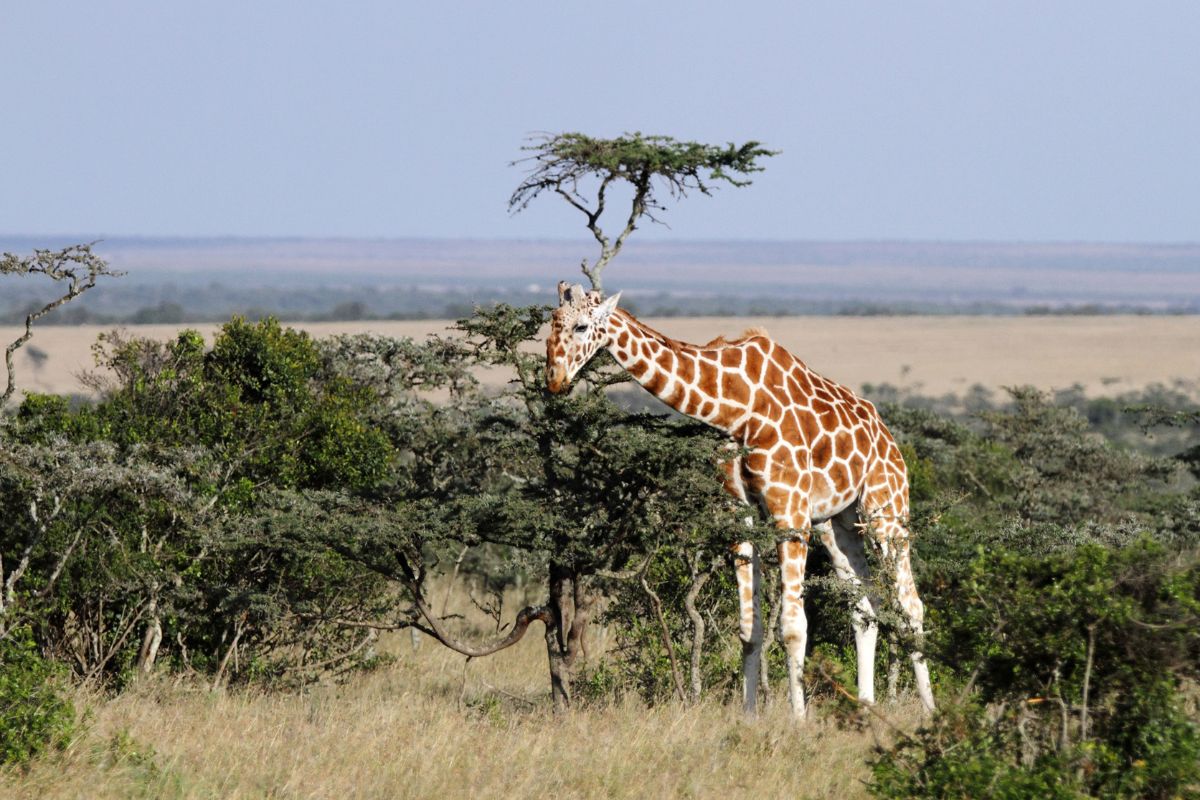 Giraffe in Ol Pejeta Conservancy