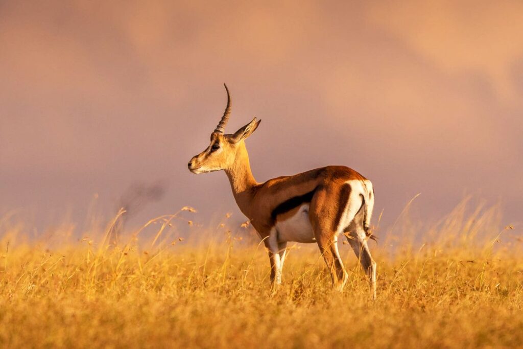 Wildlife in Ol Pejeta Conservancy