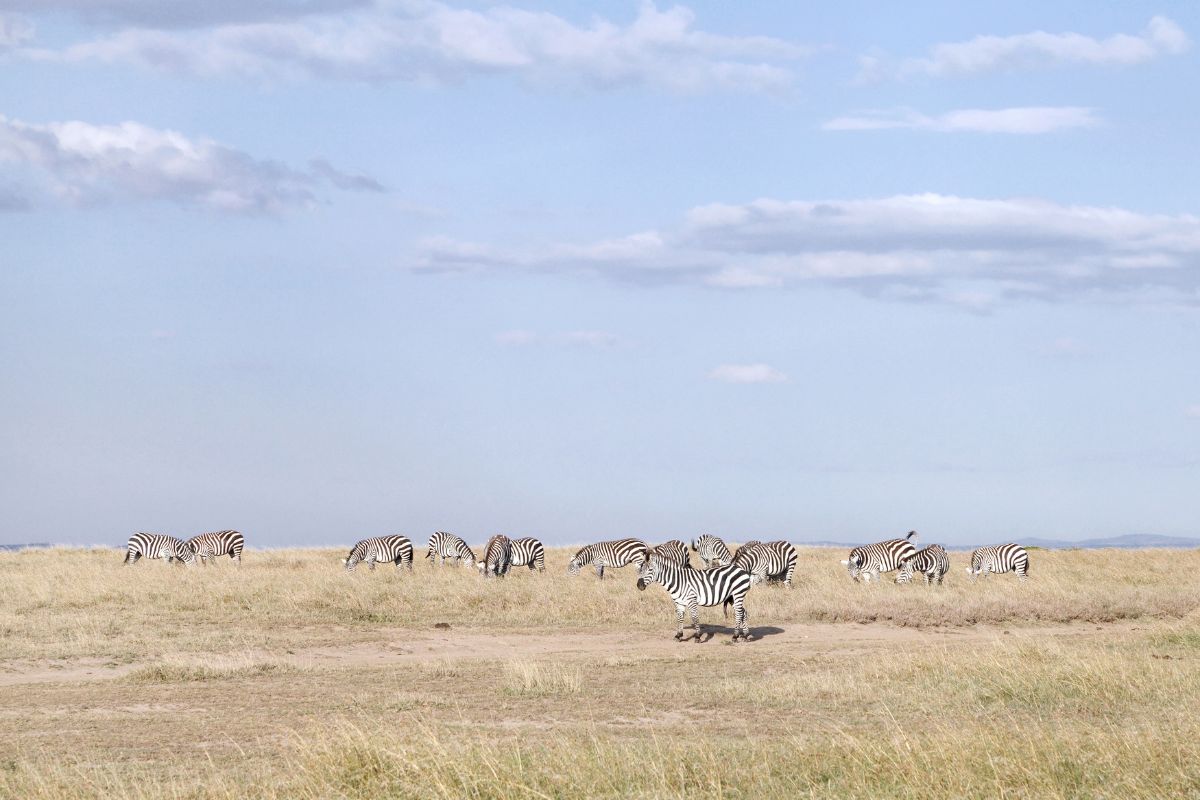 Wildlife in Ol Pejeta Conservancy
