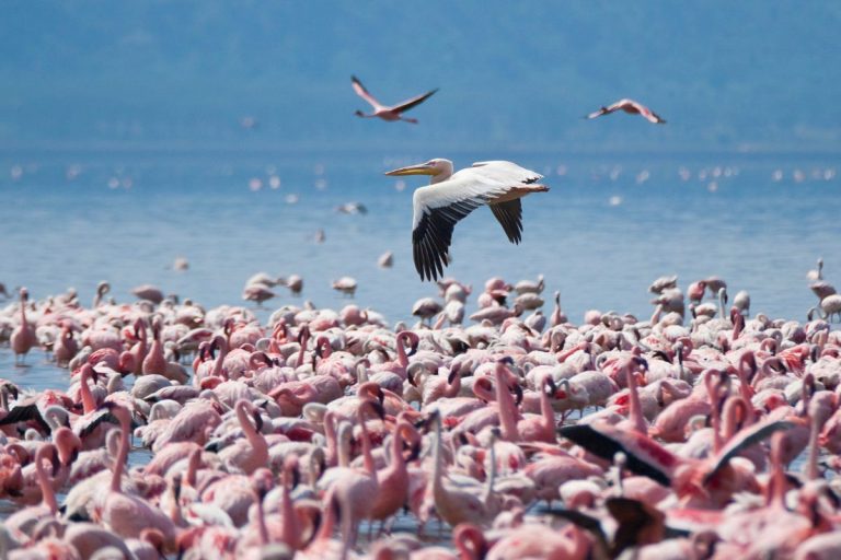 2 Days Lake Nakuru, Lake Naivasha, and Crescent Island Safari